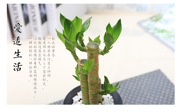 室内绿植推荐白掌 mall_58120b3bad8c123a43ff295e_1x1.jpg