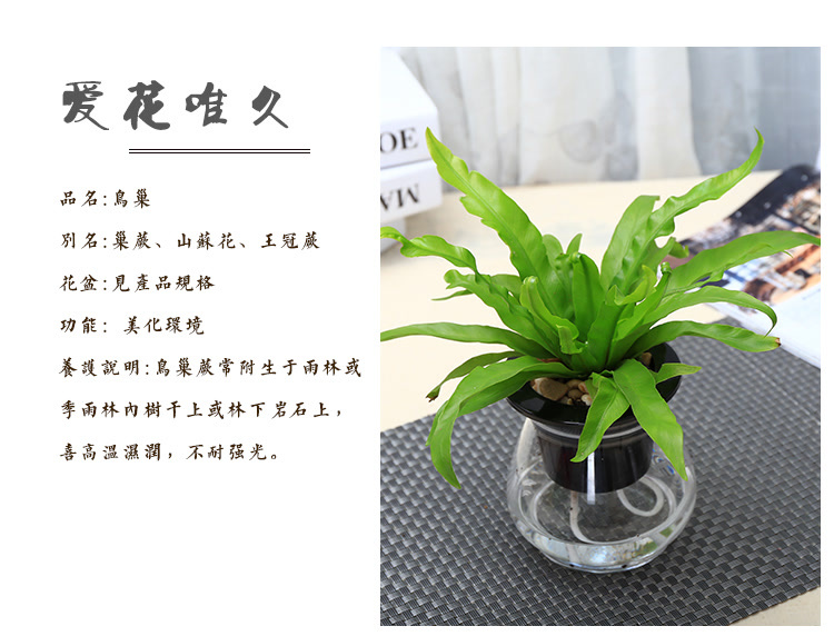 室内绿植大型绿植净化空气 mall_58120b3bf6882e43376c49b0_1x1.jpg